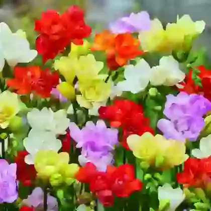 Double Mixed